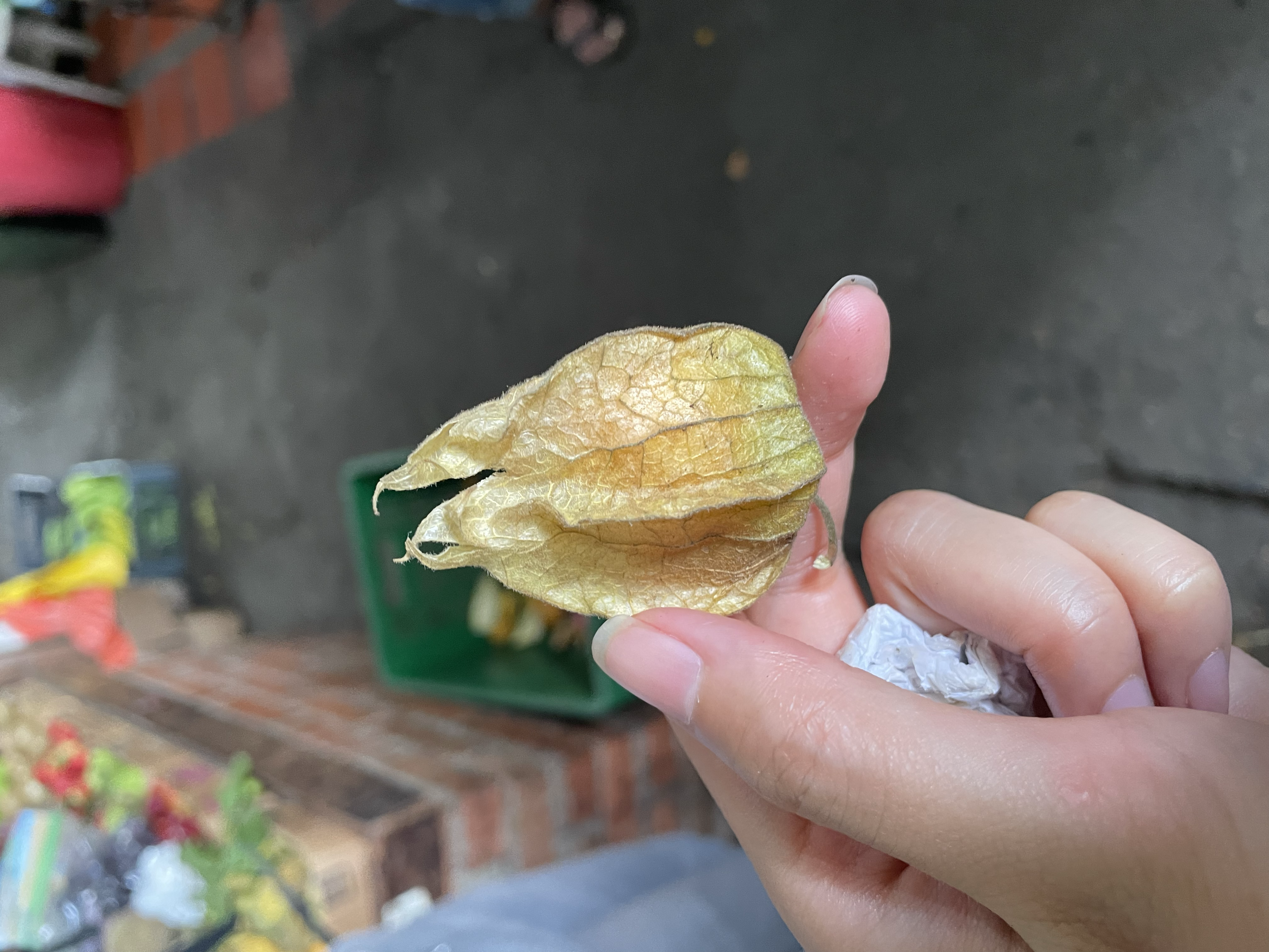 **Uchuvas**